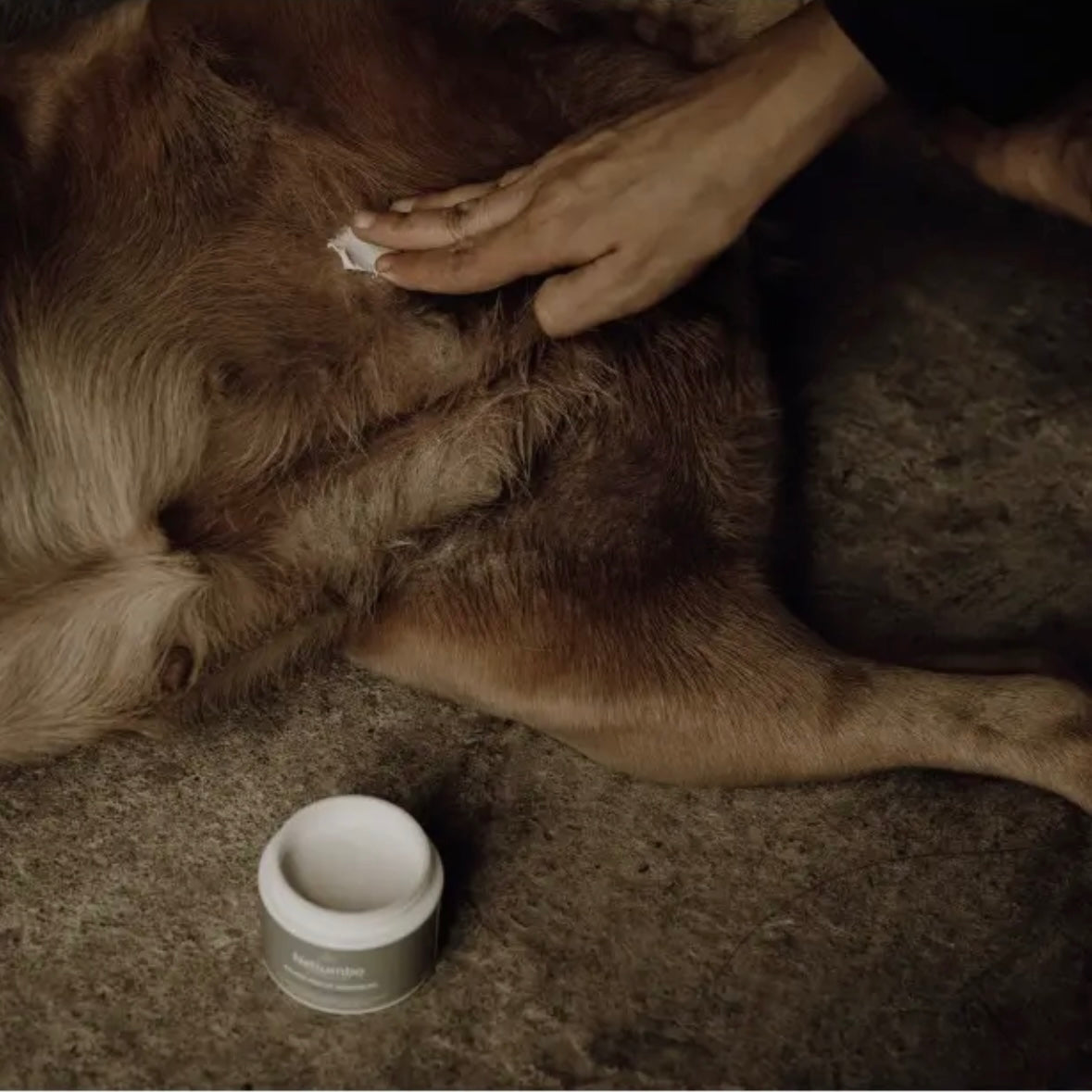 Sensibler und heilender Hautbalsam für Hunde