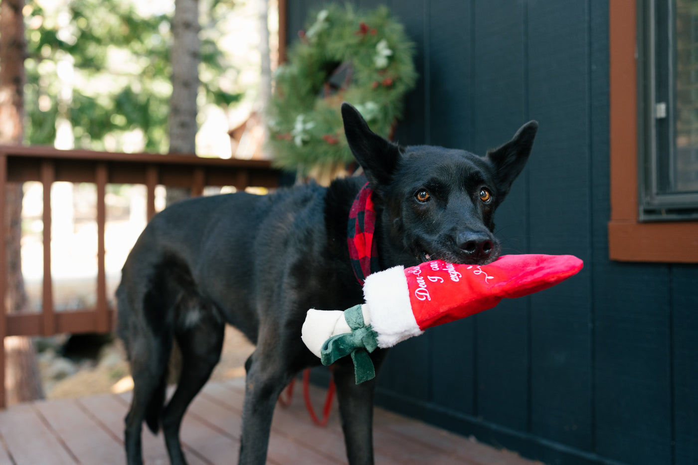 Merry Woofmas Good Dog